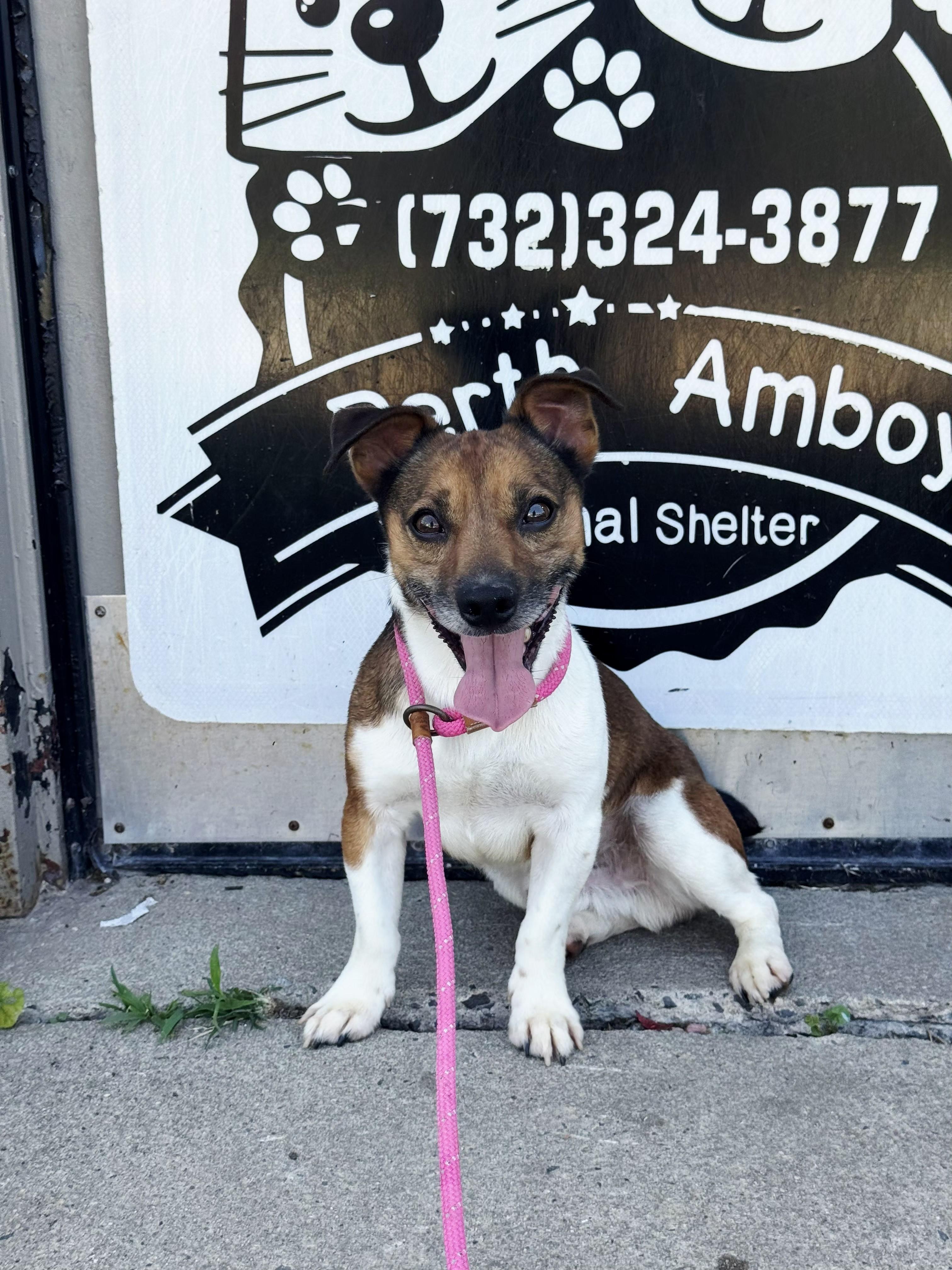Russell, ADOPTABLE, Young Male Jack Russell Terrier & Chihuahua.