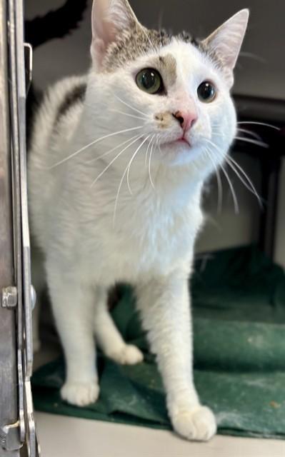 RIDDLER, Adoptable, Adult Male Domestic Medium Hair.