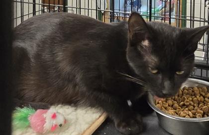 Enlarge DJ, a Adoptable Domestic Short Hair in Anderson, IN image 1/1