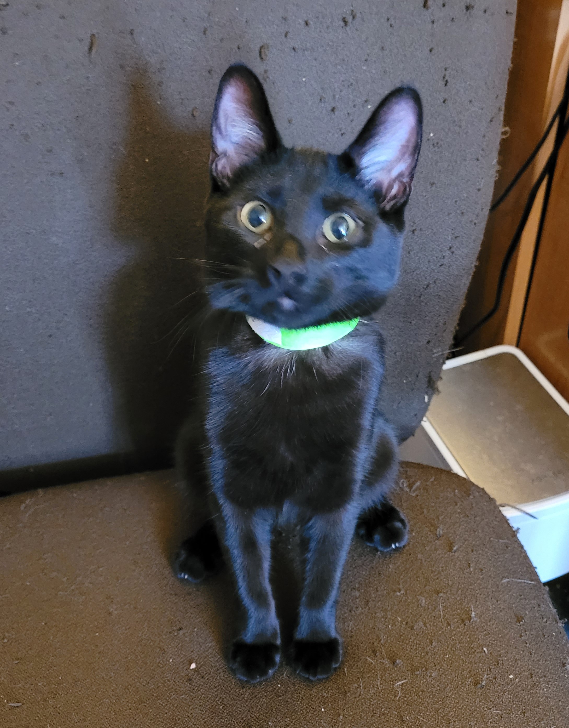 Enlarge Hazel, a Adoptable Domestic Short Hair in RIVERSIDE, CA image 1/2