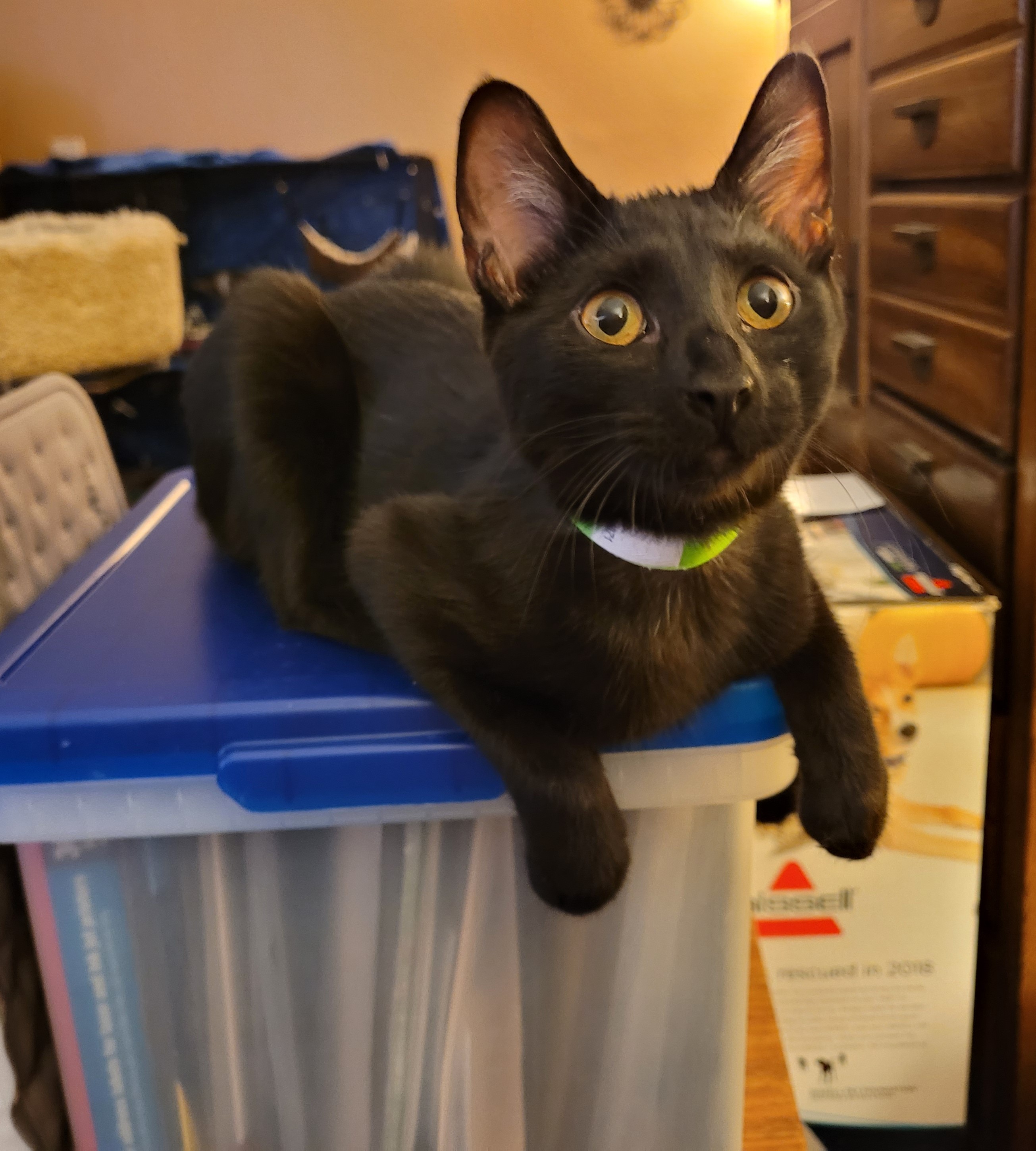 Enlarge Hazel, a Adoptable Domestic Short Hair in RIVERSIDE, CA image 2/2