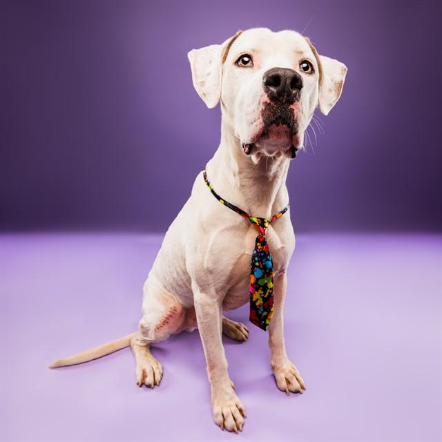 SCOOTER, Adoptable, Adult Male Boxer & Mixed Breed.