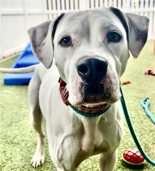 SCOOTER, Adoptable, Adult Male Boxer & Mixed Breed.