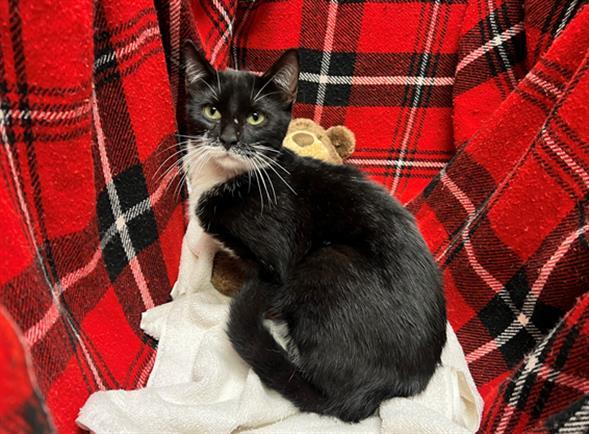 HURRICANE, Adoptable, Young Male Domestic Short Hair.