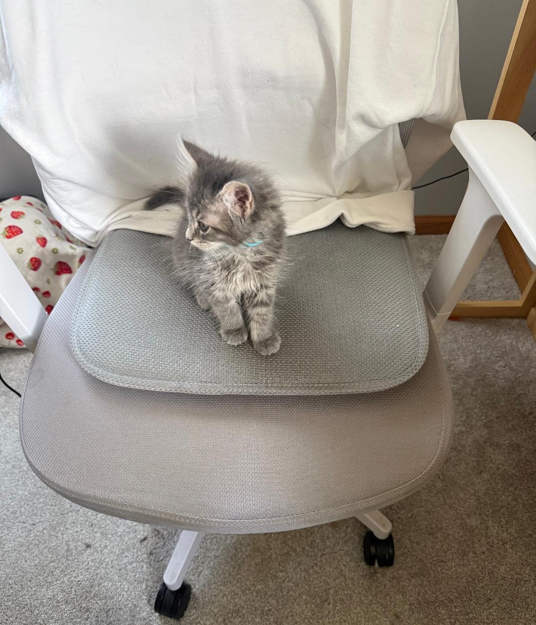 Enlarge McRib, an adopted Domestic Medium Hair in Mokena, IL image 2/4