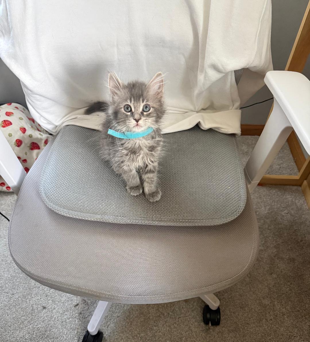 Enlarge McRib, an adopted Domestic Medium Hair in Mokena, IL image 1/4