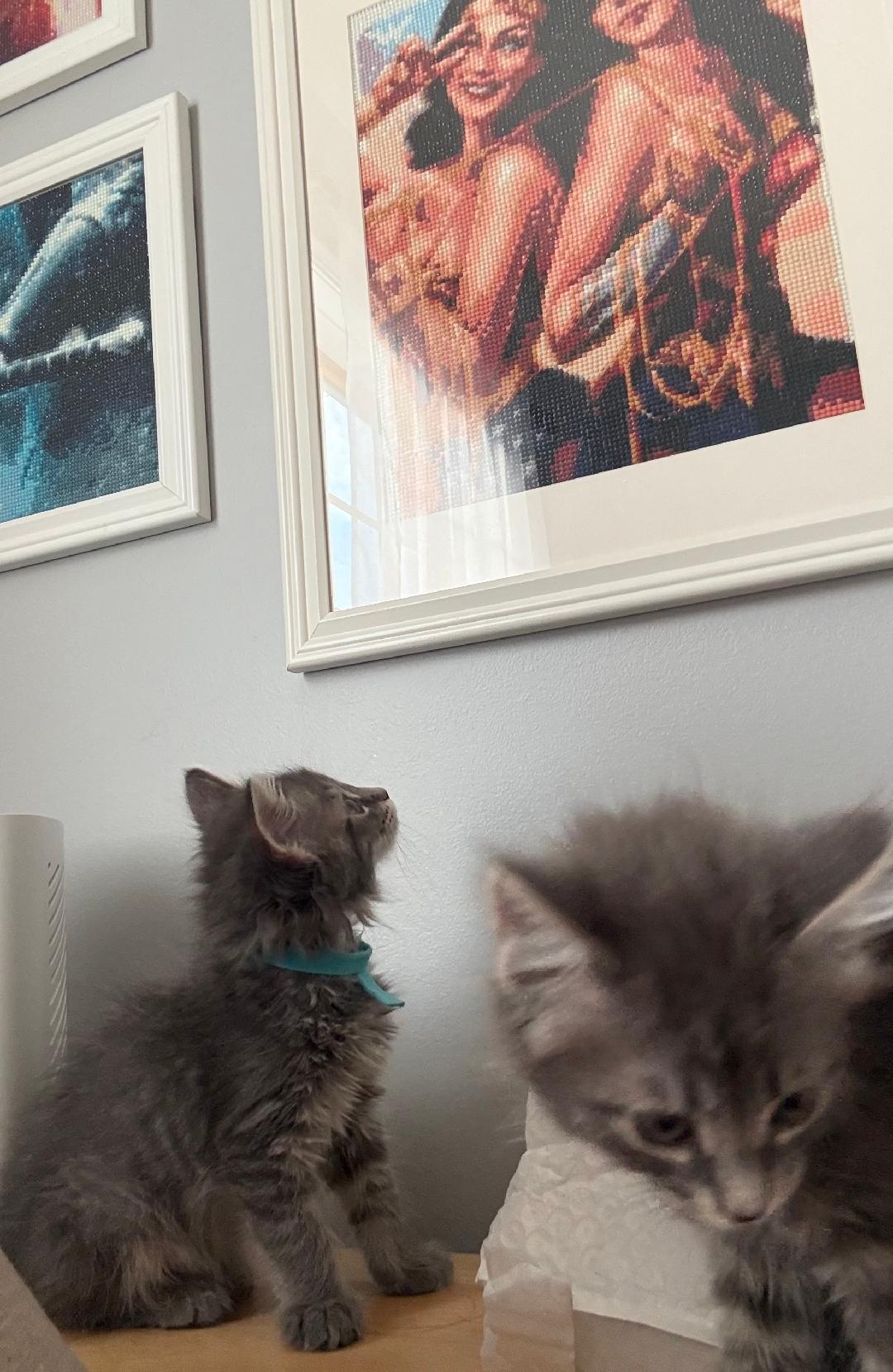 Enlarge McRib, an adopted Domestic Medium Hair in Mokena, IL image 3/4