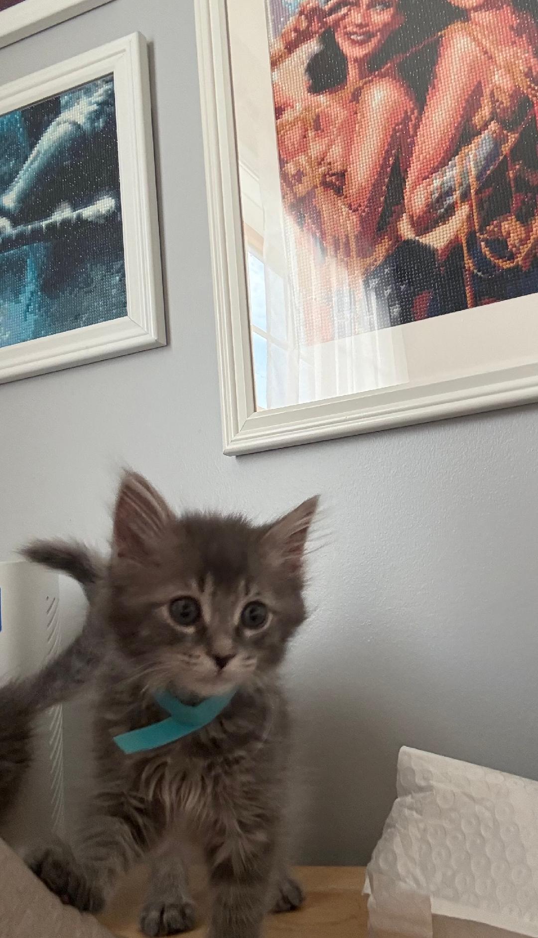 Enlarge McRib, an adopted Domestic Medium Hair in Mokena, IL image 4/4