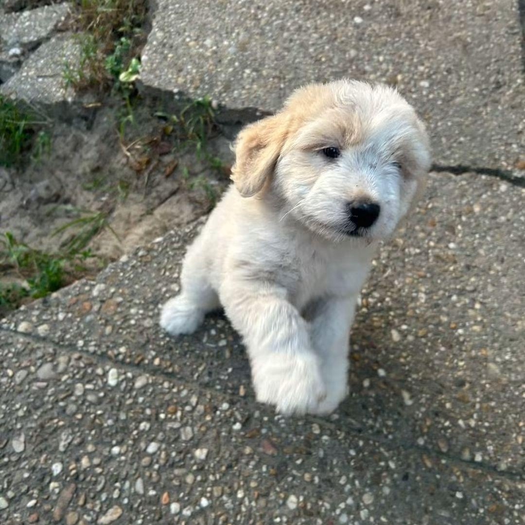 Enlarge Fi Fi, a Adopted mixed breed in Mobile , AL image 2/5