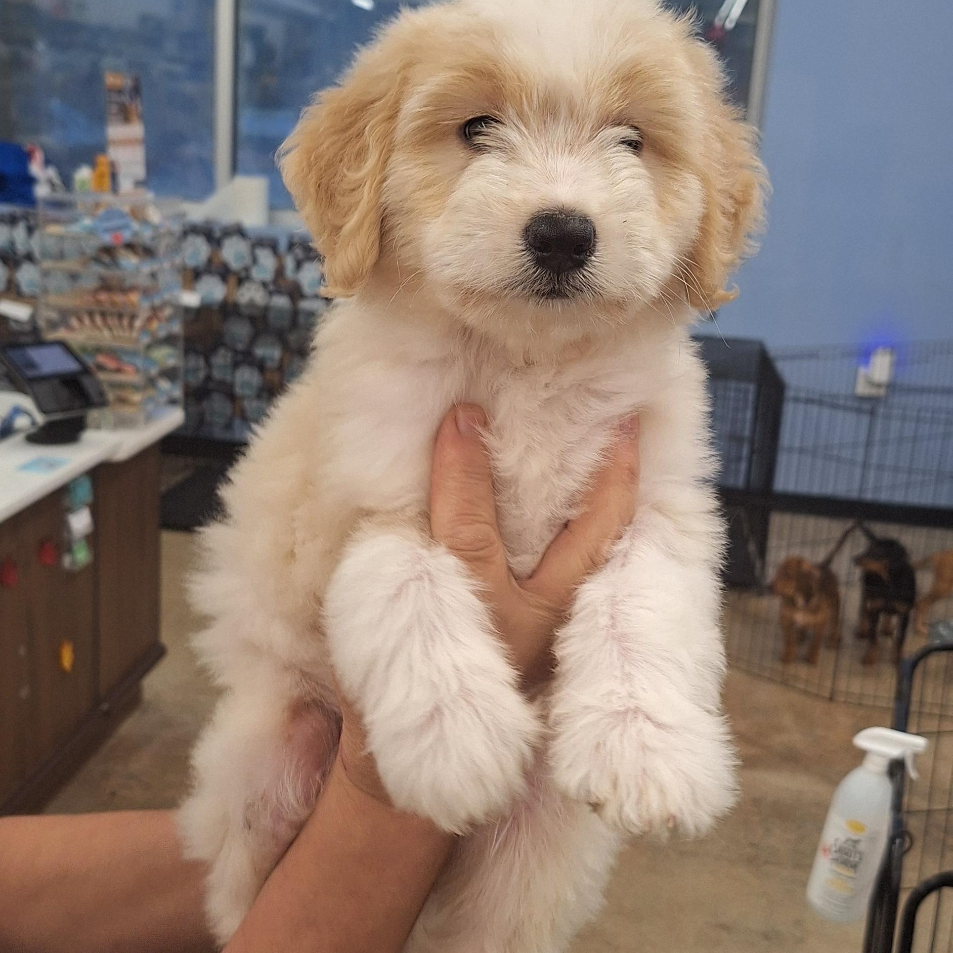 Enlarge Fi Fi, a Adopted mixed breed in Mobile , AL image 3/5