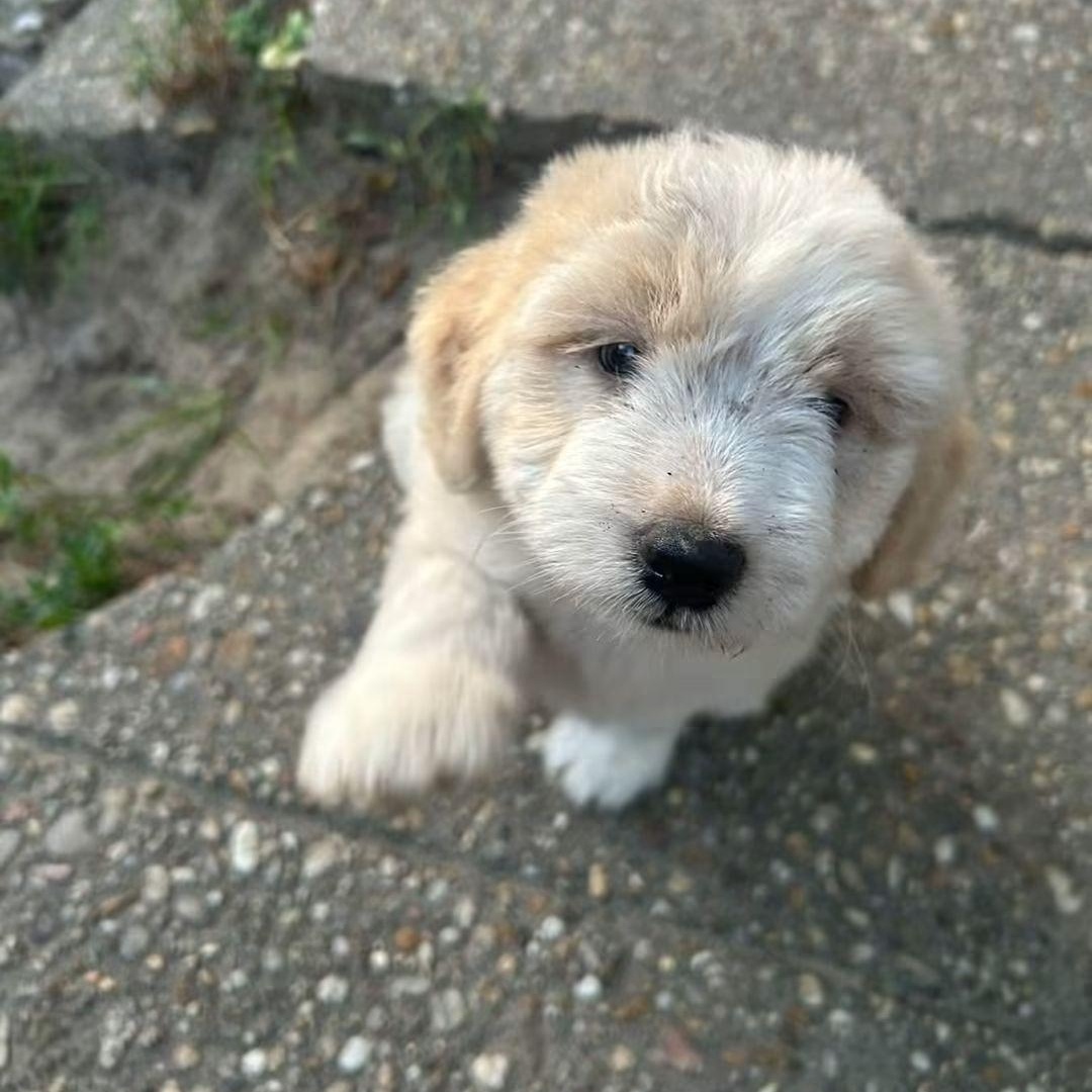 Fi Fi, Adopted, Puppy Female Poodle.