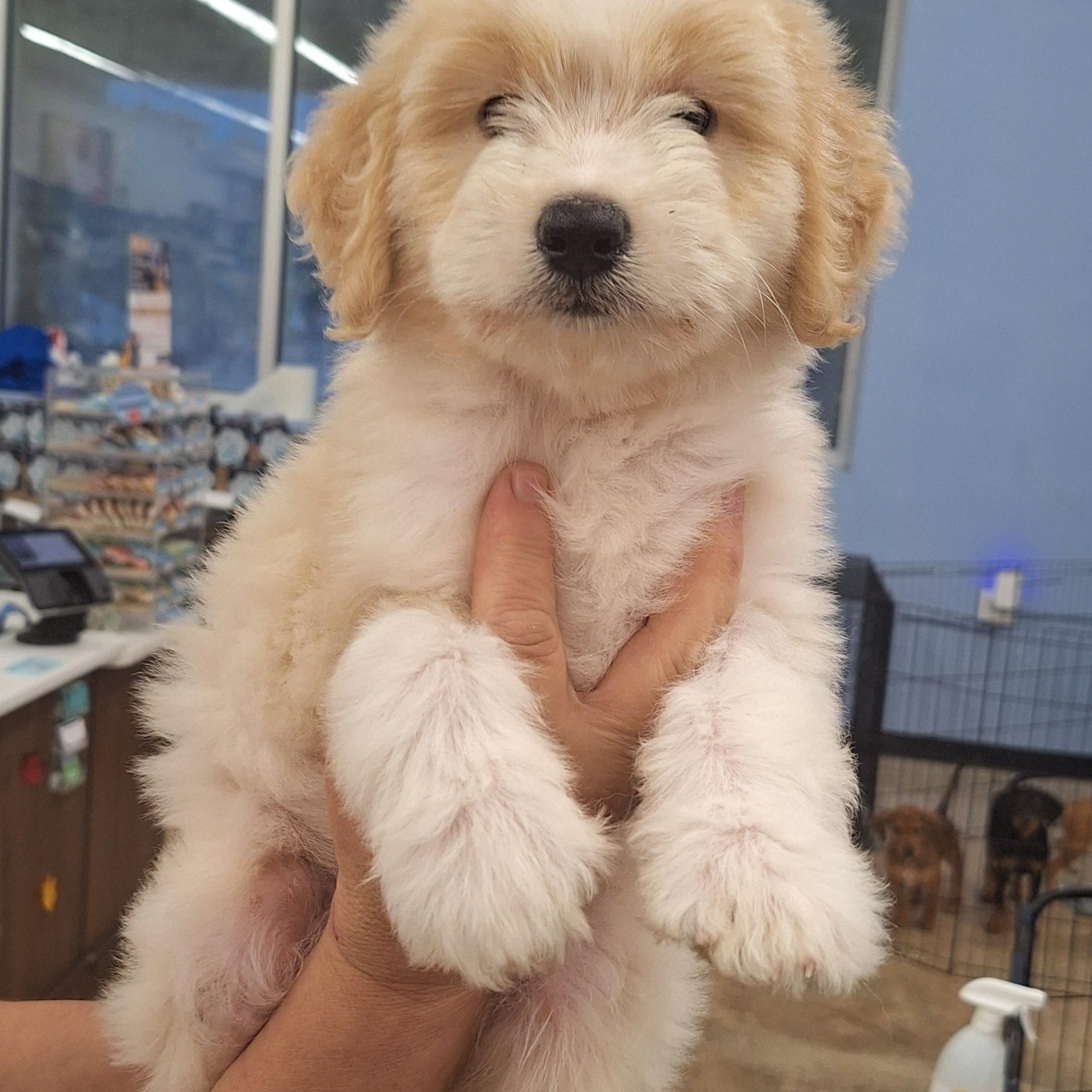 Enlarge Fi Fi, a Adopted mixed breed in Mobile , AL image 4/5