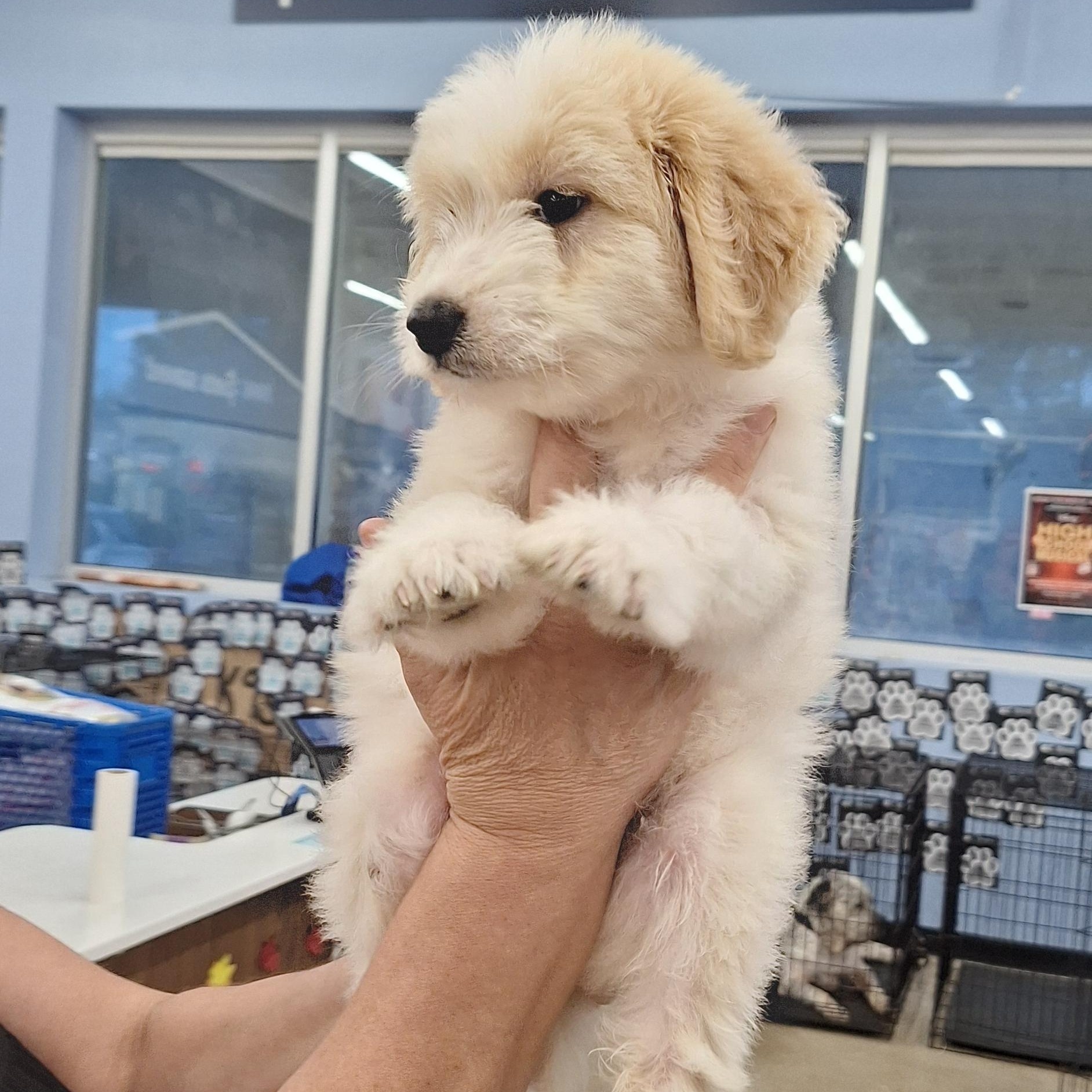 Enlarge Fi Fi, a Adopted mixed breed in Mobile , AL image 5/5