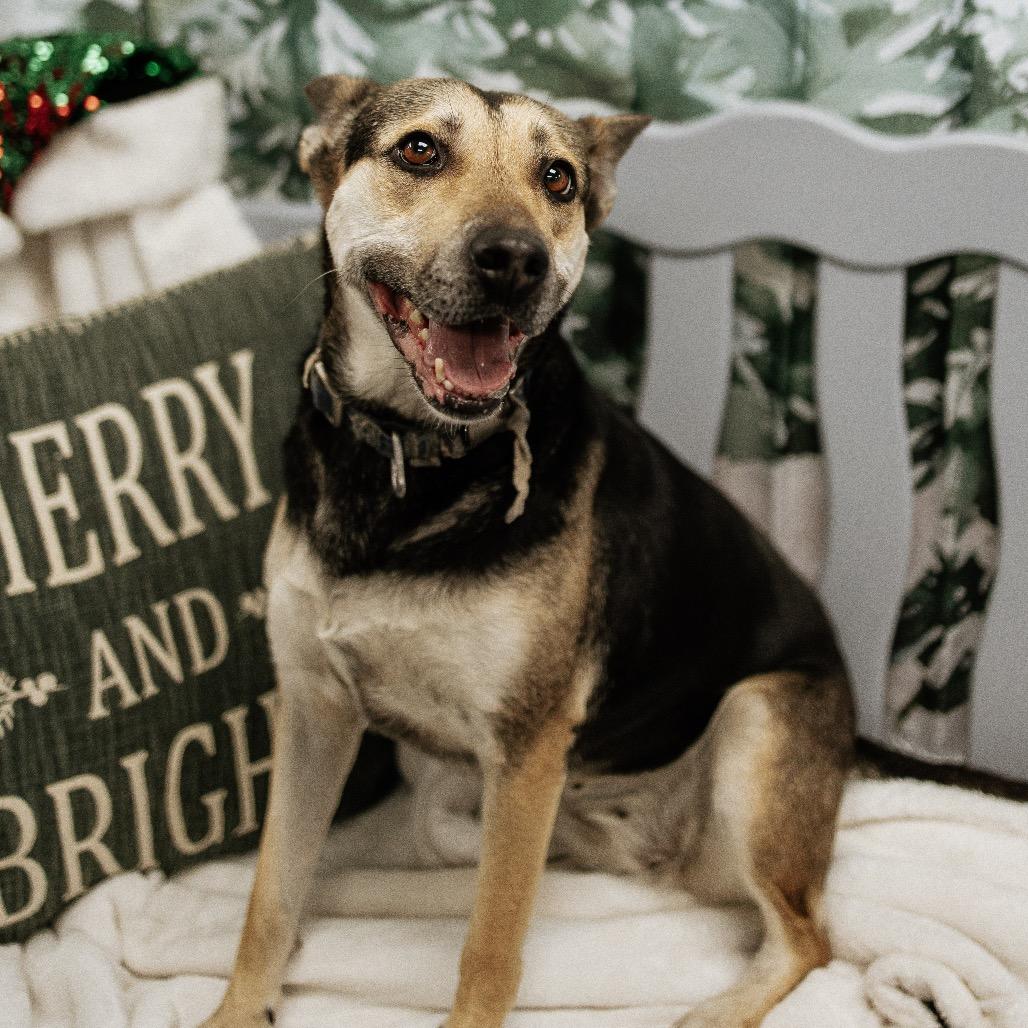 Barbara Gordon, Adoptable, Adult Female Mixed Breed & German Shepherd Dog.