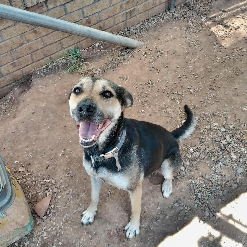 Enlarge Barbara Gordon, a Adoptable mixed breed in Duncan, OK image 2/5