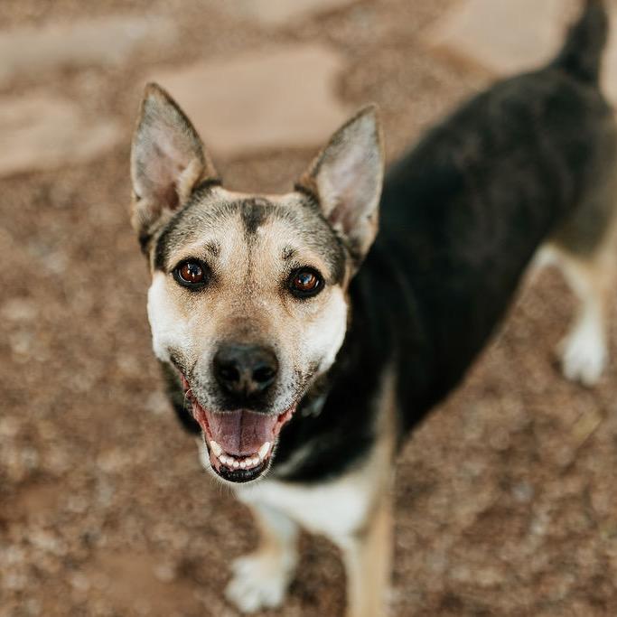 Enlarge Barbara Gordon, a Adoptable mixed breed in Duncan, OK image 3/6