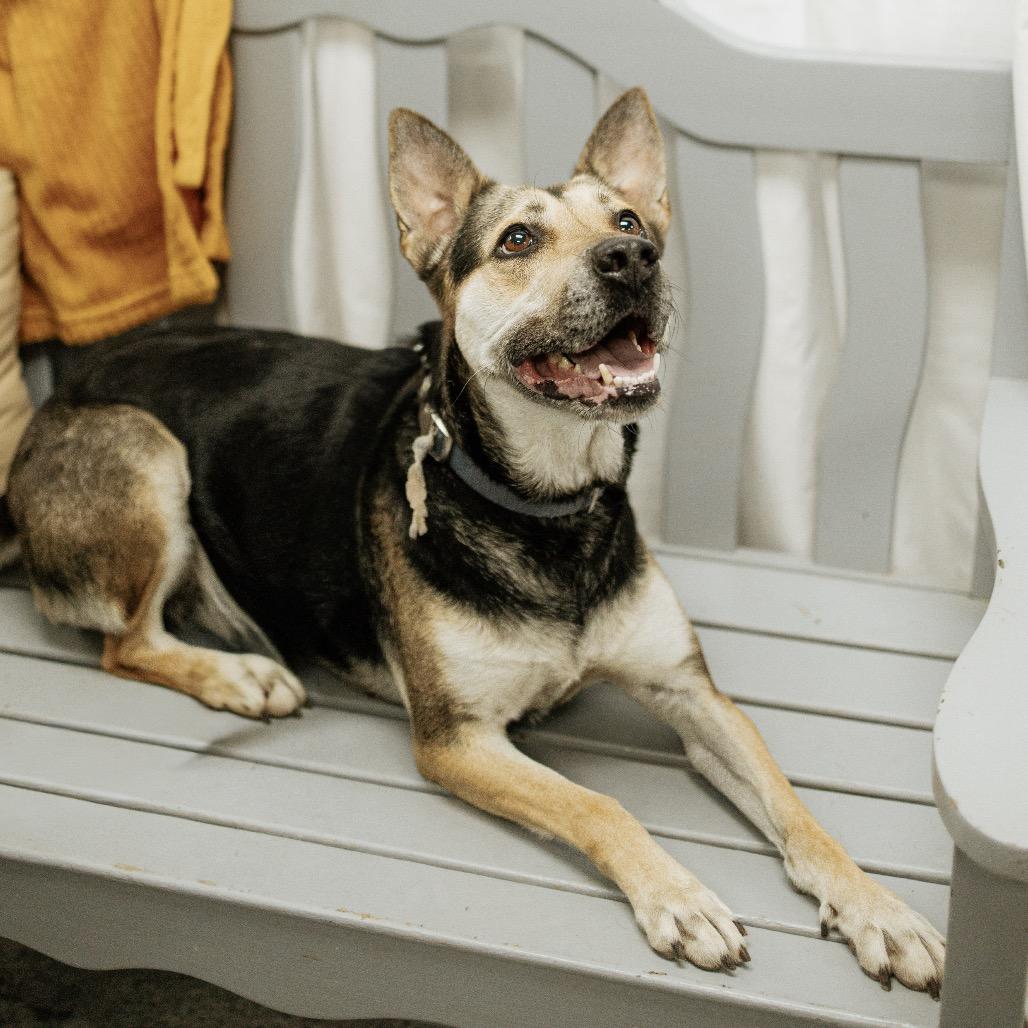 Enlarge Barbara Gordon, a Adoptable mixed breed in Duncan, OK image 4/5