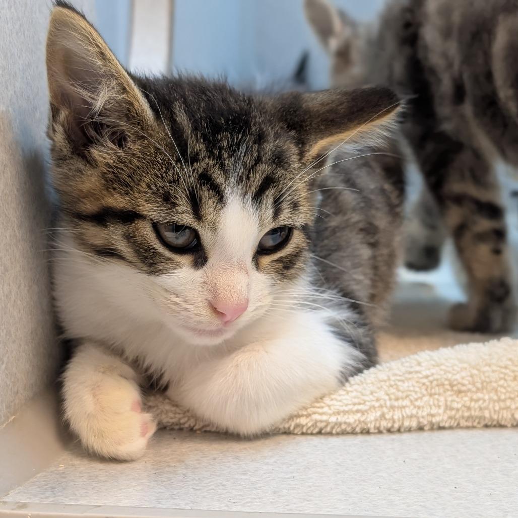 Pac Man, Adoptable, Kitten Male Domestic Short Hair.