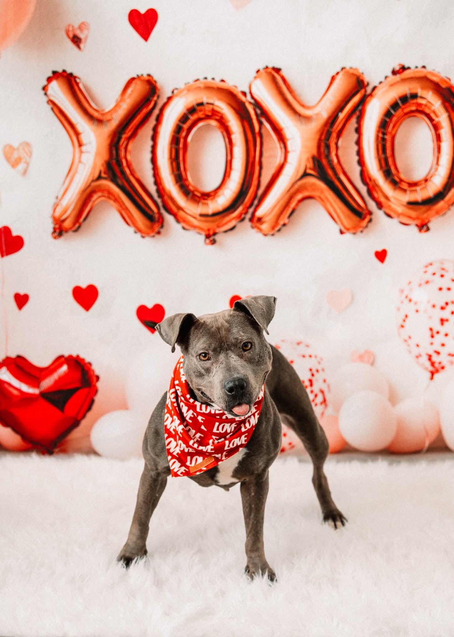 Enlarge SIMONE tinycauseadopt@gmail.com , a ADOPTABLE mixed breed in Vandergrift, PA image 2/4