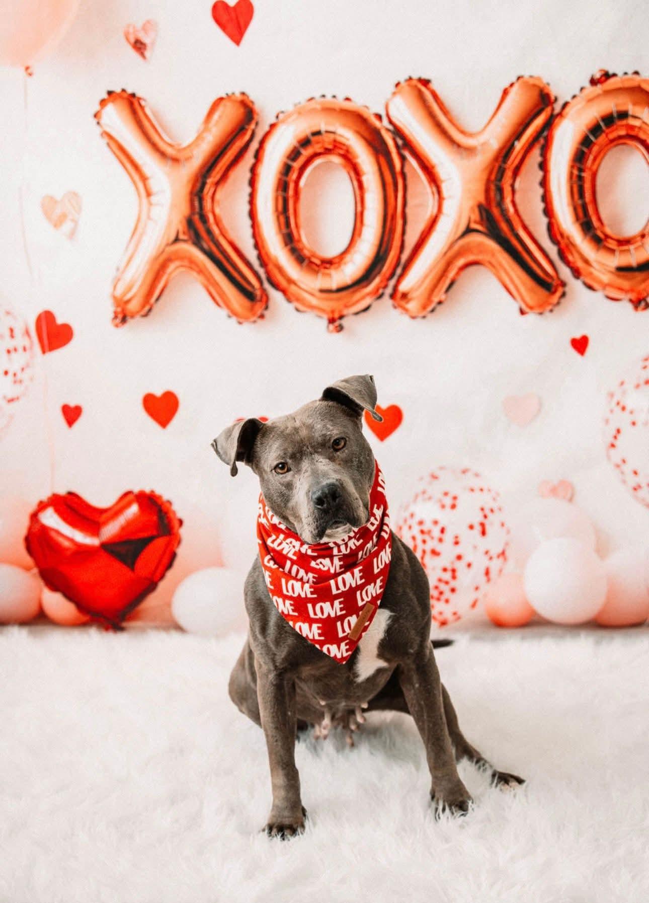 SIMONE tinycauseadopt@gmail.com , ADOPTABLE, Adult Female Pit Bull Terrier.