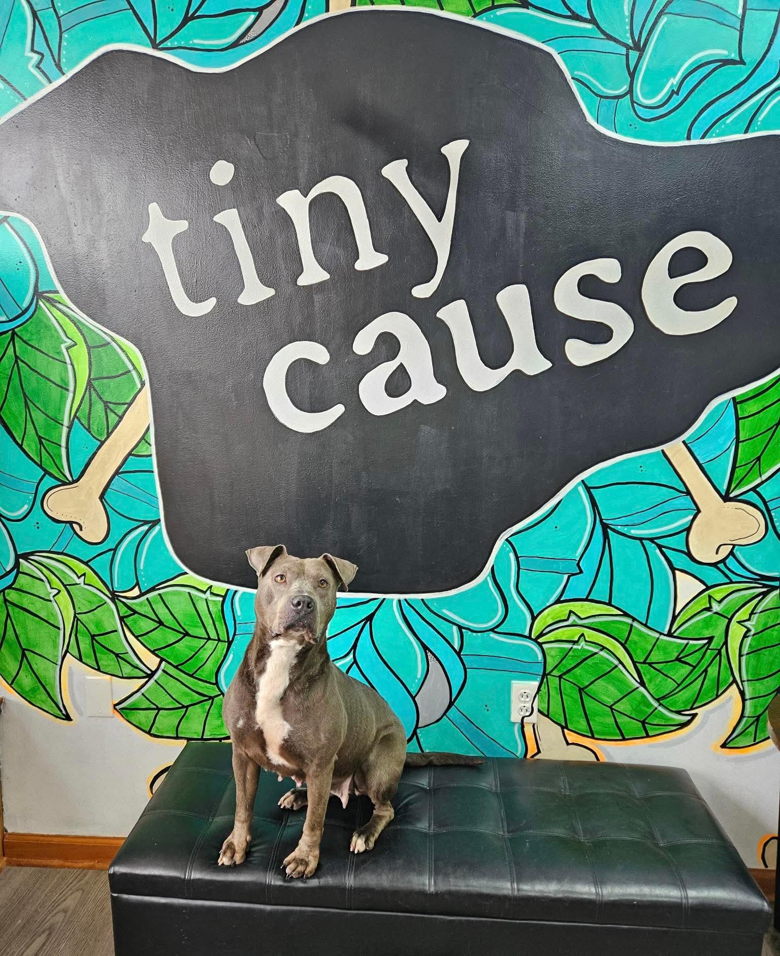 SIMONE tinycauseadopt@gmail.com , ADOPTABLE, Adult Female Pit Bull Terrier.