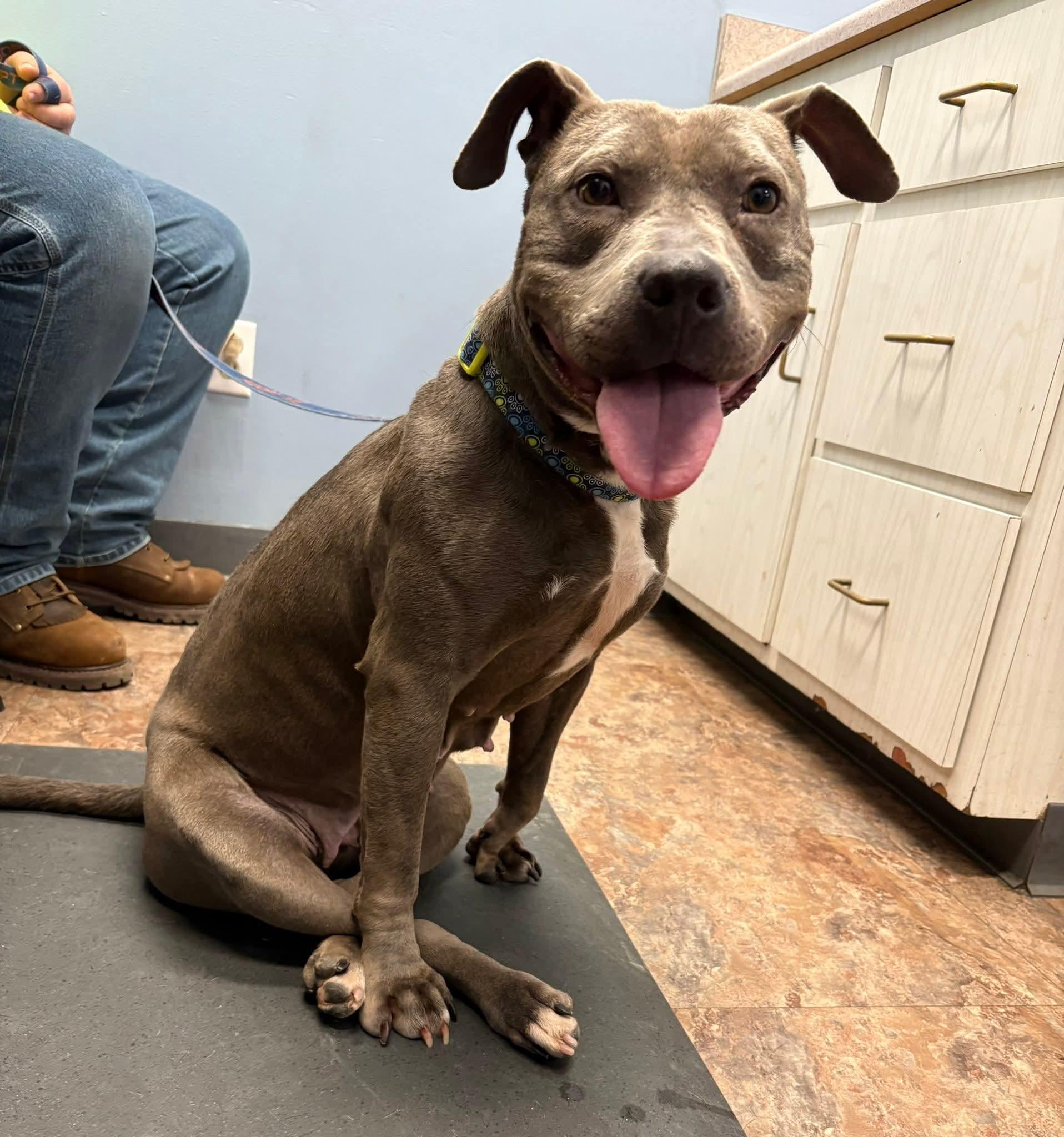 Enlarge SIMONE tinycauseadopt@gmail.com , a ADOPTABLE mixed breed in Vandergrift, PA image 2/2