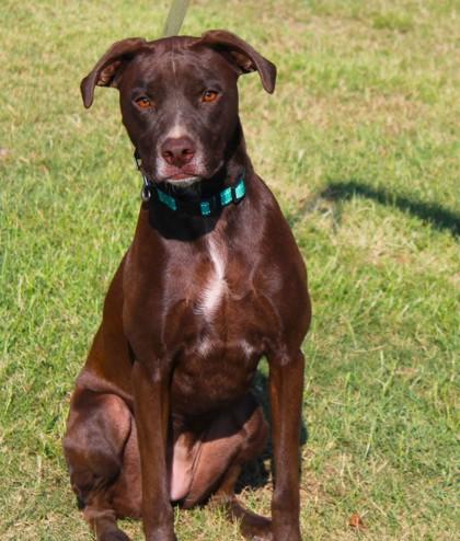 Enlarge Lola, a Adoptable mixed breed in Conway, AR image 1/3