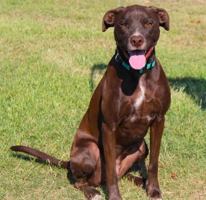 Enlarge Lola, a Adoptable mixed breed in Conway, AR image 2/3