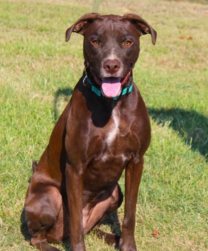 Enlarge Lola, a Adoptable mixed breed in Conway, AR image 3/3