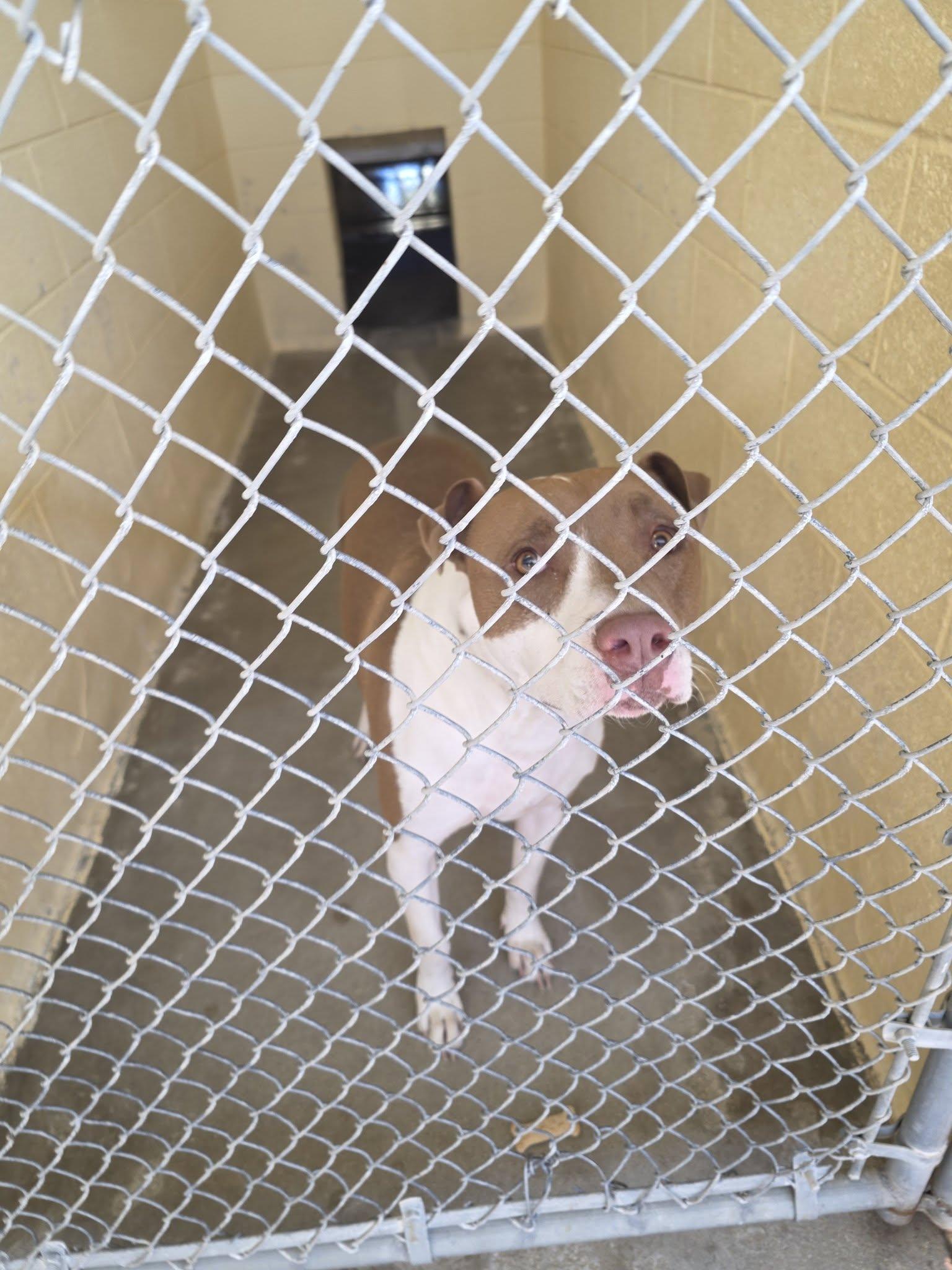 26-75, adopted, Adult Male Pit Bull Terrier.