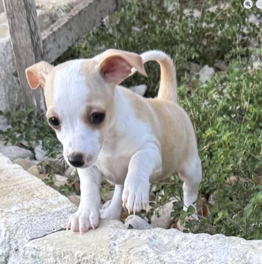 Lil Dipper, Adoptable, Puppy Male Chihuahua.