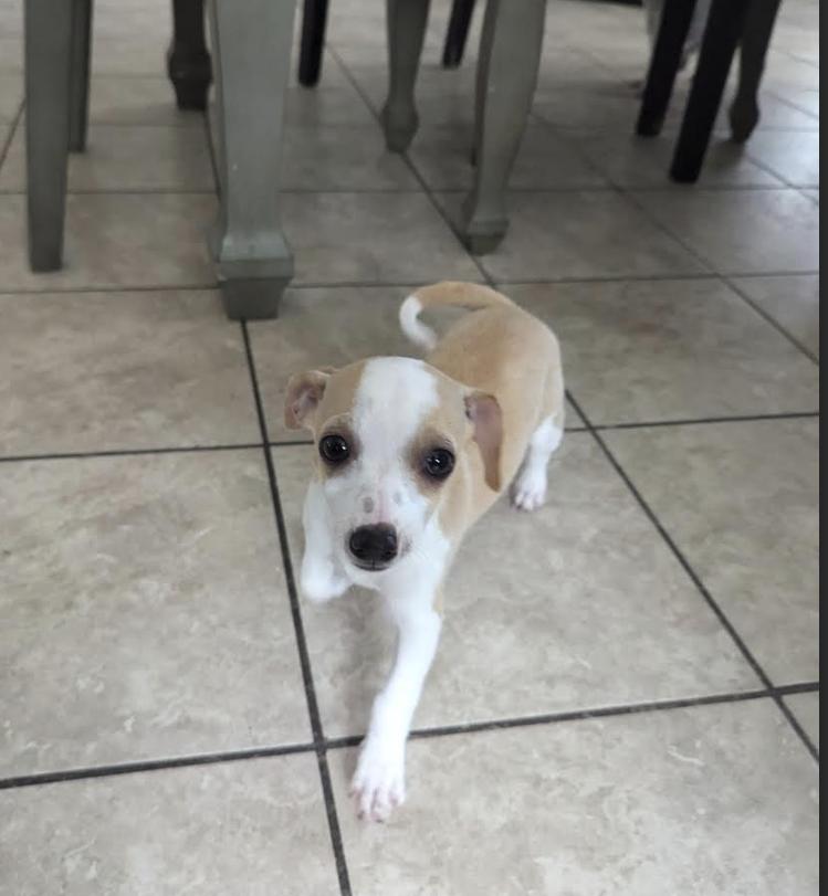Lil Dipper, a Adoptable Chihuahua in Lakeway, TX image 2/4