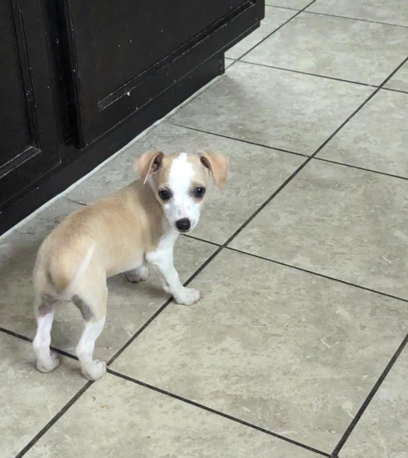 Lil Dipper, a Adoptable Chihuahua in Lakeway, TX image 3/4
