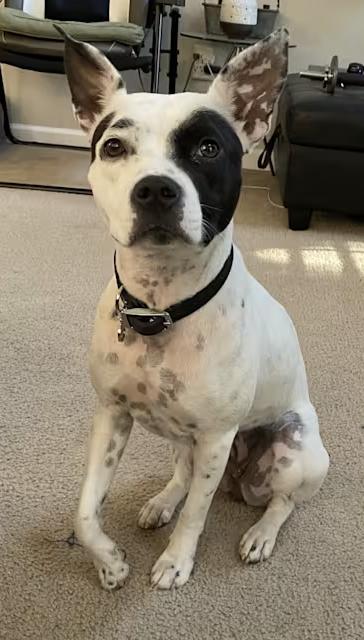 Enlarge Oreo, a Adoptable mixed breed in Decatur, GA image 1/3