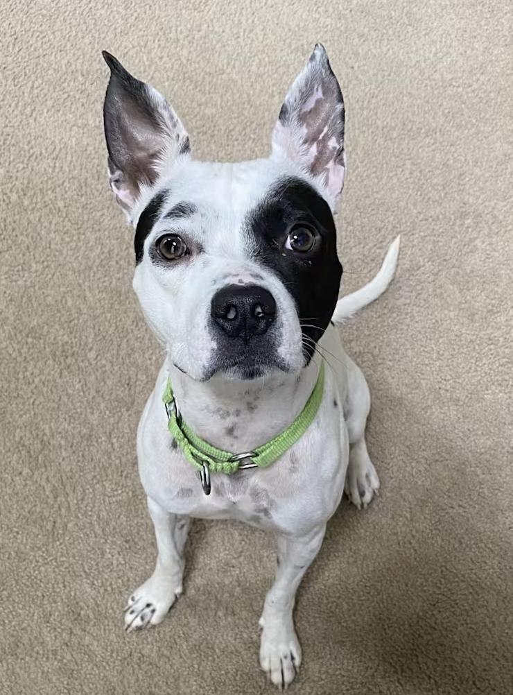 Enlarge Oreo, a Adoptable mixed breed in Decatur, GA image 2/3