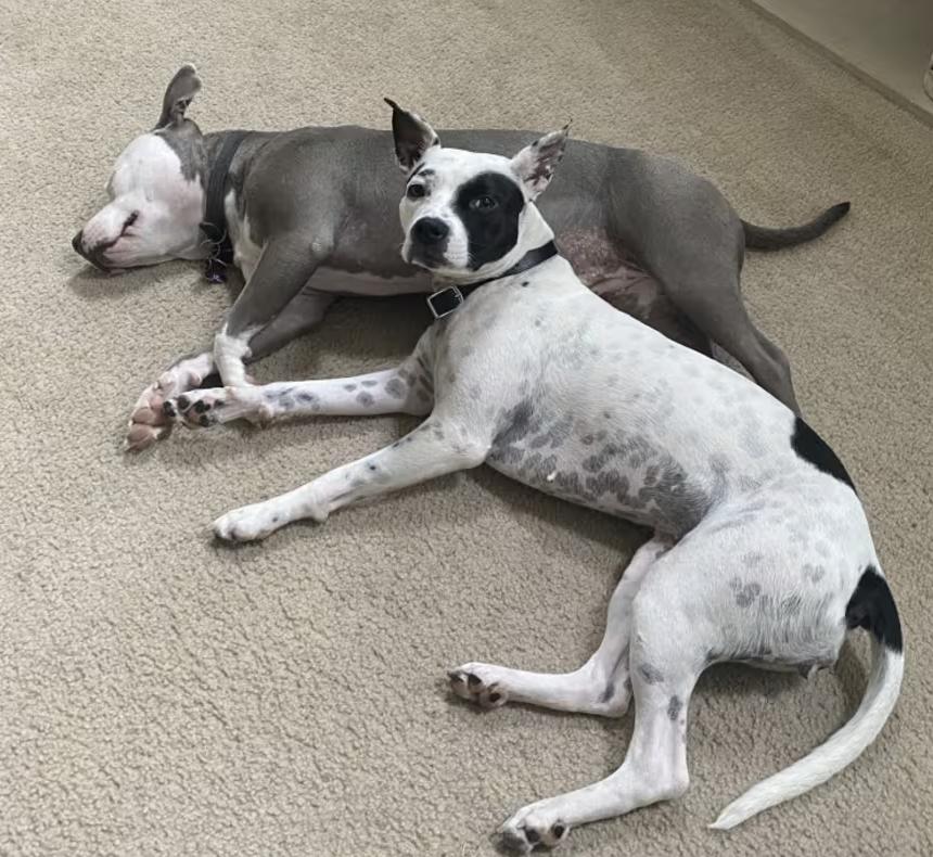 Enlarge Oreo, a Adoptable mixed breed in Decatur, GA image 3/3
