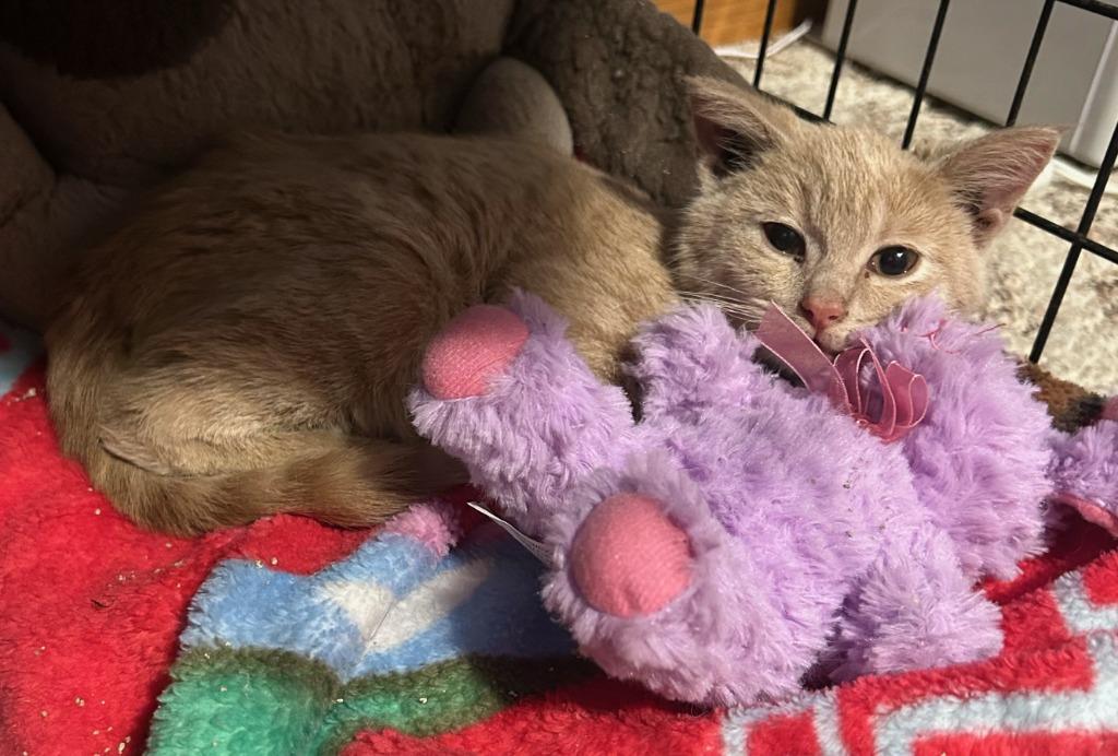 Milo2, Adopted, Young Male Domestic Short Hair.