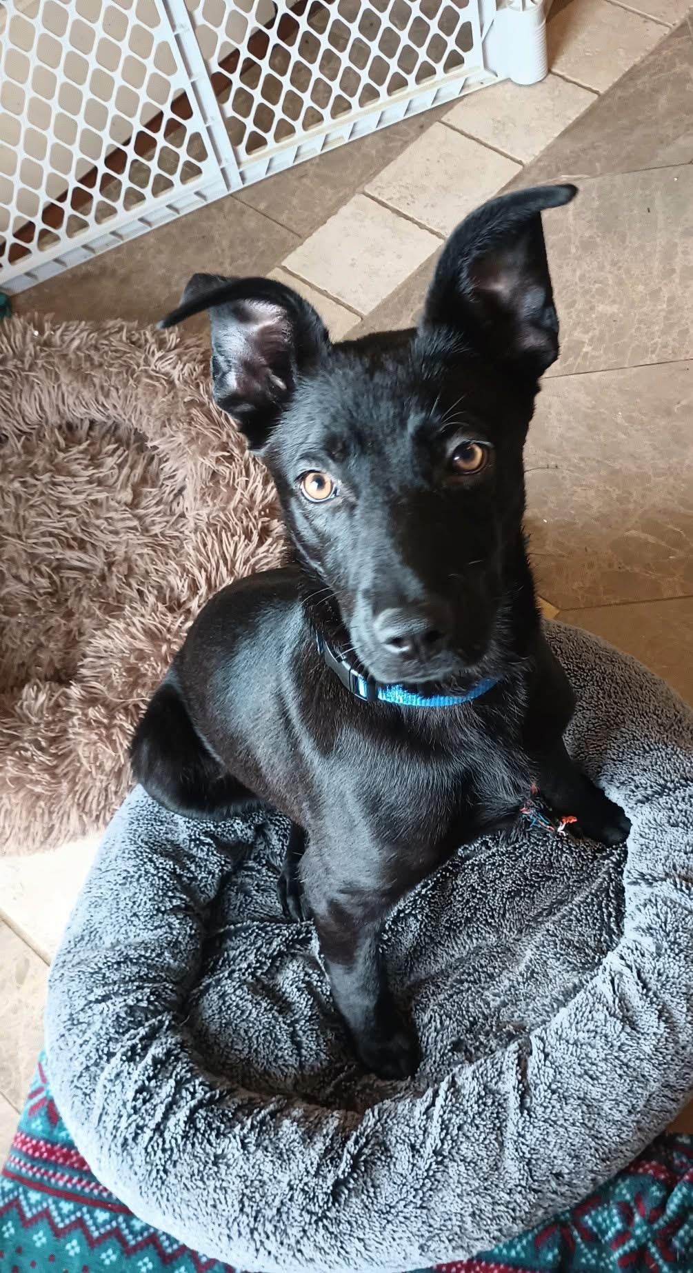 Ripley, ADOPTABLE, Puppy Female Mixed Breed.