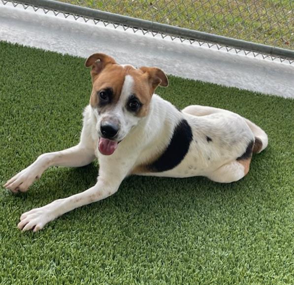 IVORY, Adoptable, Young Male Parson Russell Terrier & Mixed Breed.