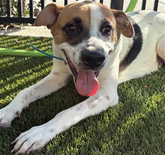 IVORY, Adoptable, Young Male Parson Russell Terrier & Mixed Breed.
