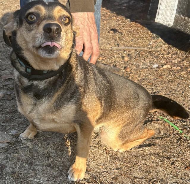 Enlarge LITTLE ONE, a Adoptable mixed breed in Lexington, SC image 1/1