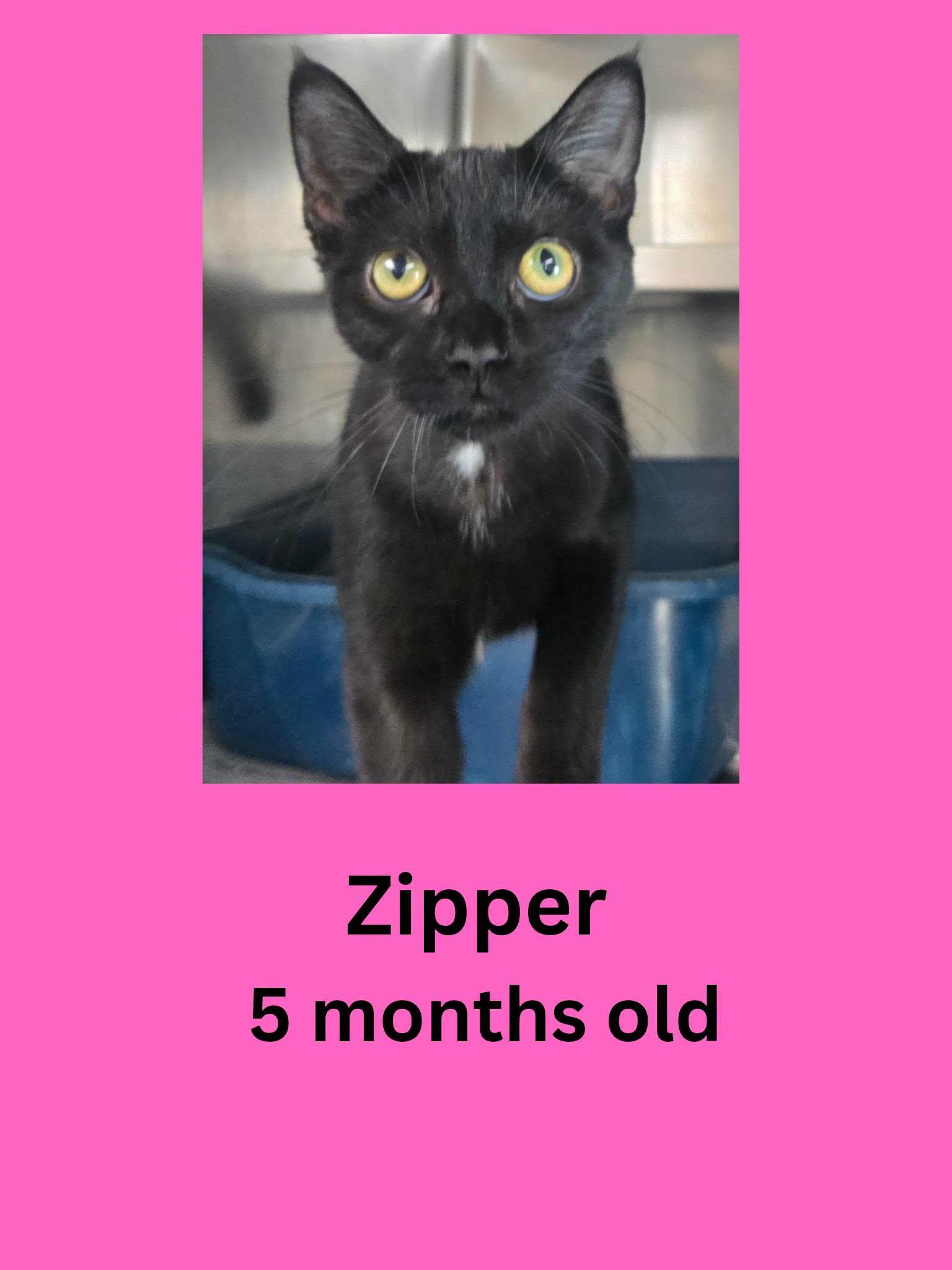 Zipper, Adoptable, Young Female Domestic Short Hair.