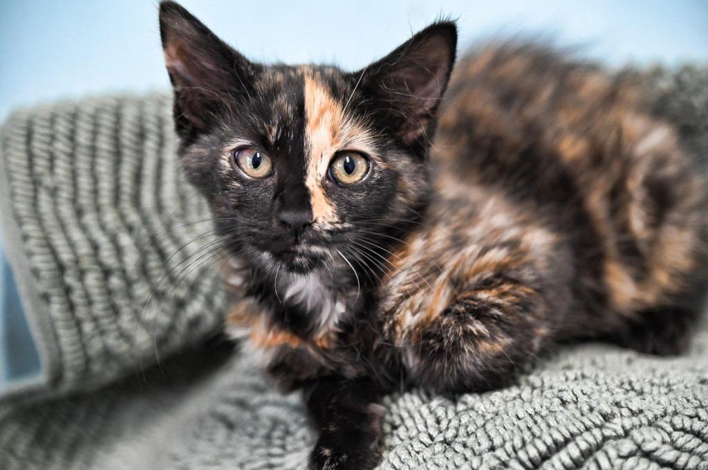 Liberty, Adopted, Kitten Female Domestic Medium Hair.