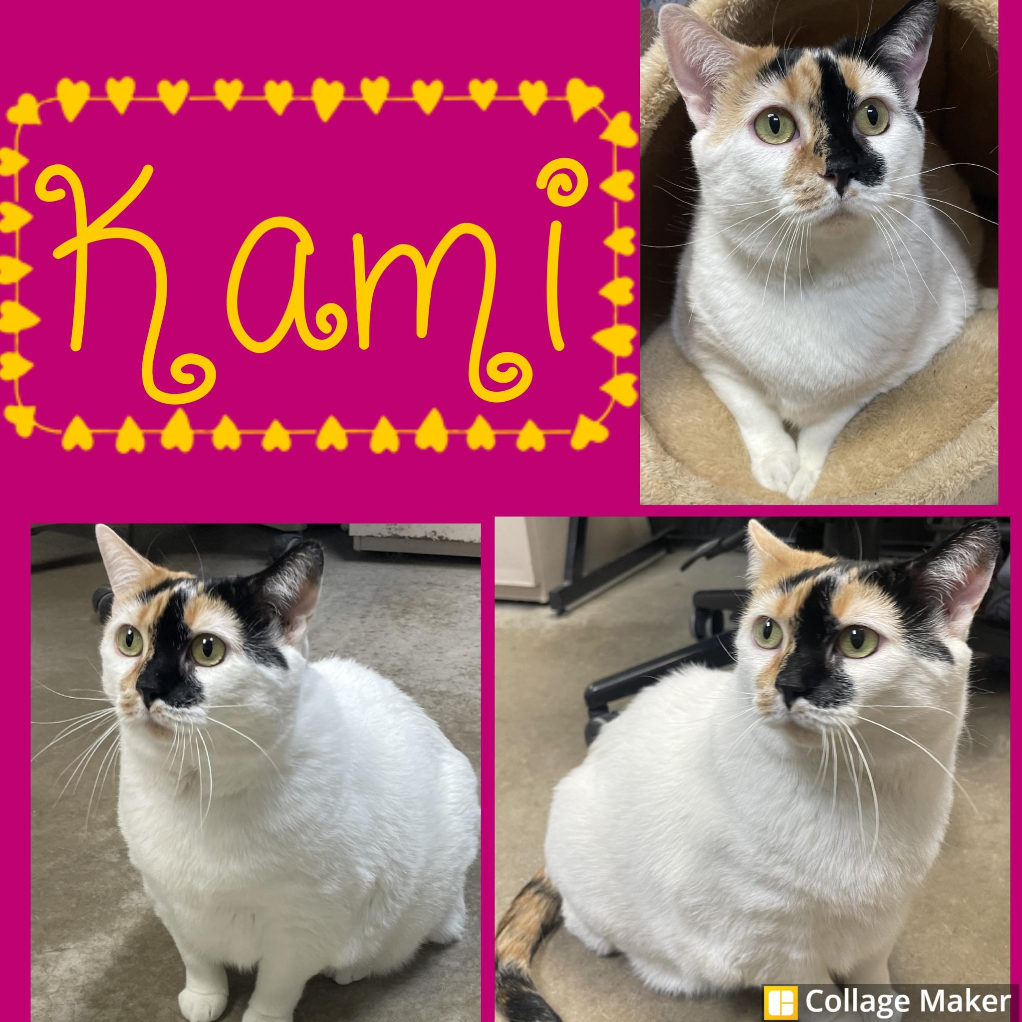 Kami, ADOPTABLE, Adult Female Domestic Short Hair.