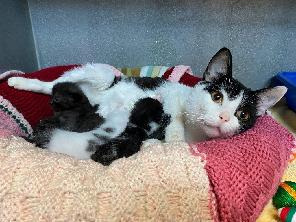 Quadrille, Adoptable, Young Female Domestic Short Hair.