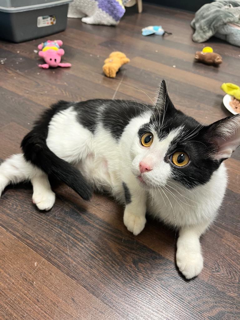 Quadrille, a Adoptable mixed breed in Winnipeg, MB image 2/4
