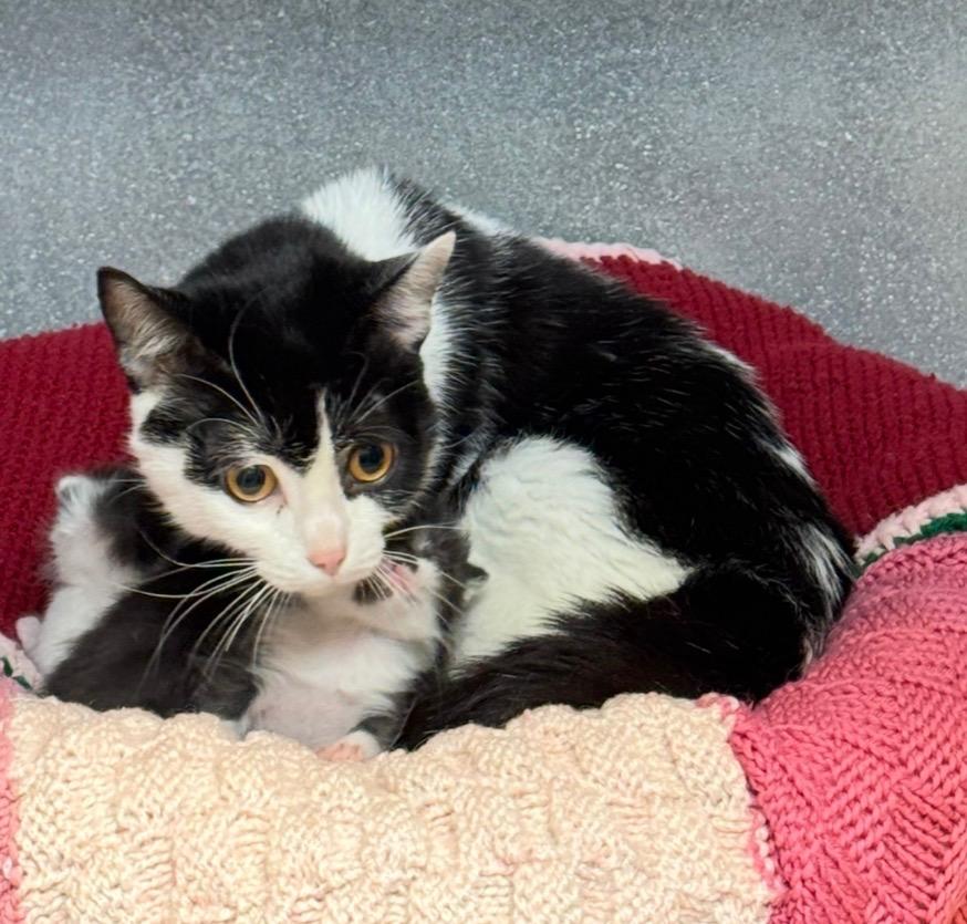 Quadrille, a Adoptable mixed breed in Winnipeg, MB image 3/4