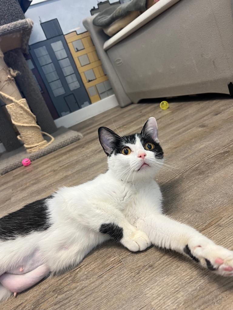 Quadrille, a Adoptable mixed breed in Winnipeg, MB image 4/4