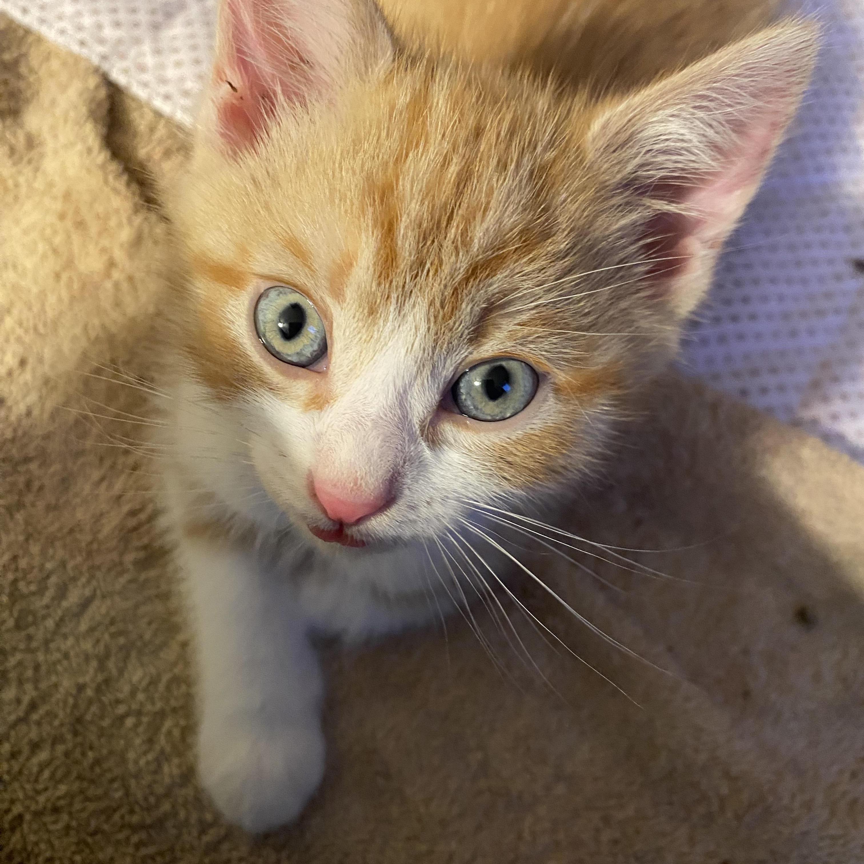 Sunny, Baby Male Domestic Short Hair