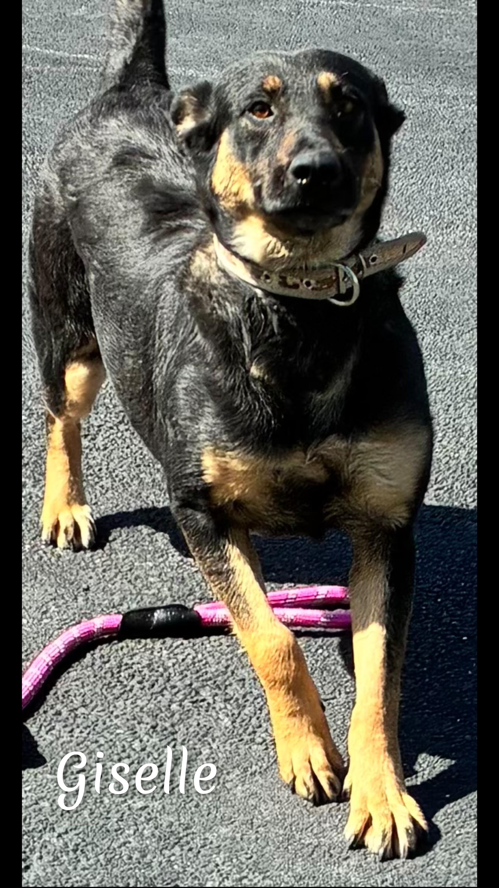 Enlarge Giselle , a ADOPTABLE mixed breed in Fredericksburg, VA image 5/6